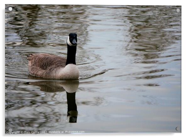 Canada Goose with Reflection Acrylic by Tom Curtis