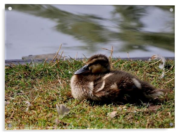 Mallard Duck Chick Acrylic by Tom Curtis