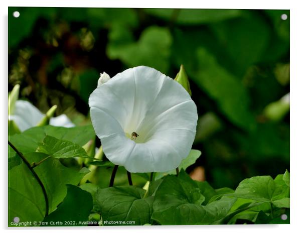 Closeup of Hedge Bindweed Acrylic by Tom Curtis