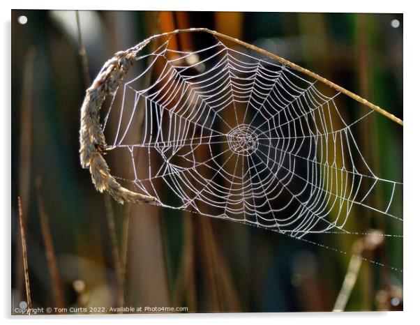 Spiders Web with Dew Acrylic by Tom Curtis