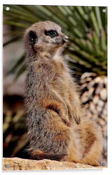 Meerkat sitting upright Acrylic by Tom Curtis