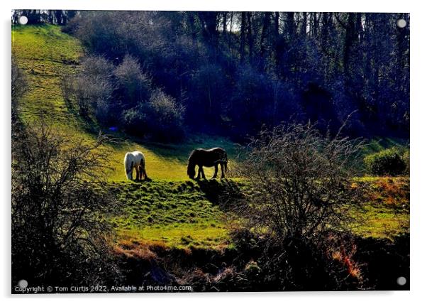 Horses Grazing in  a Glade Acrylic by Tom Curtis