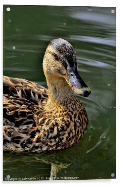 Mallard Duck Female Acrylic by Tom Curtis