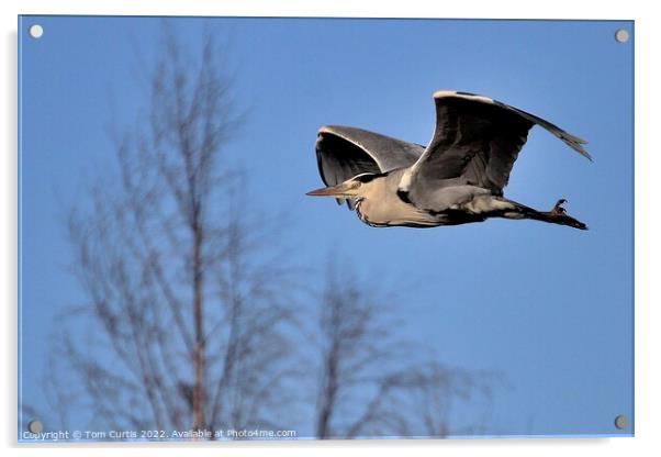 Grey Heron in Flight  Acrylic by Tom Curtis