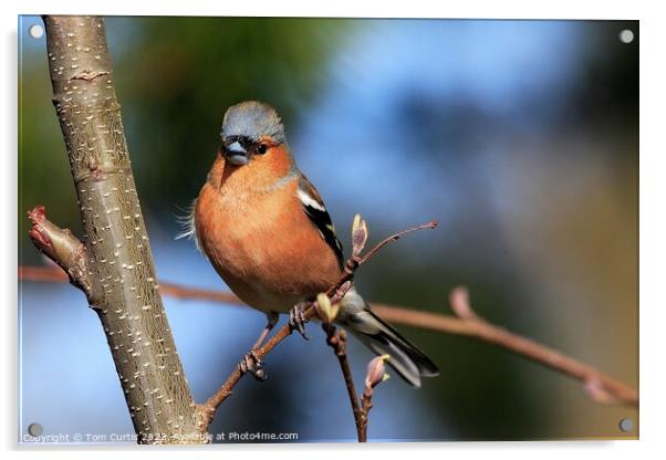 Chaffinch perched on tree Acrylic by Tom Curtis