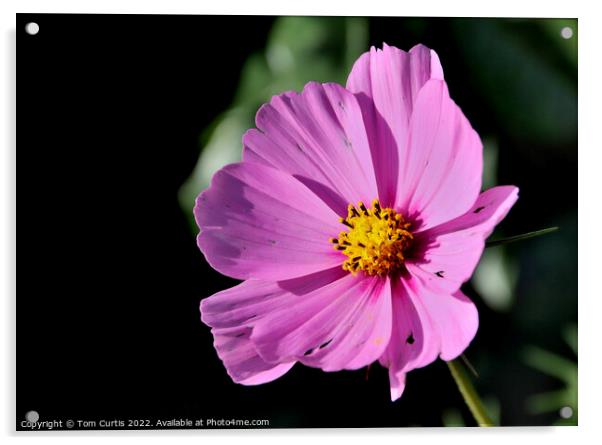 Cosmos Flower Pink Acrylic by Tom Curtis