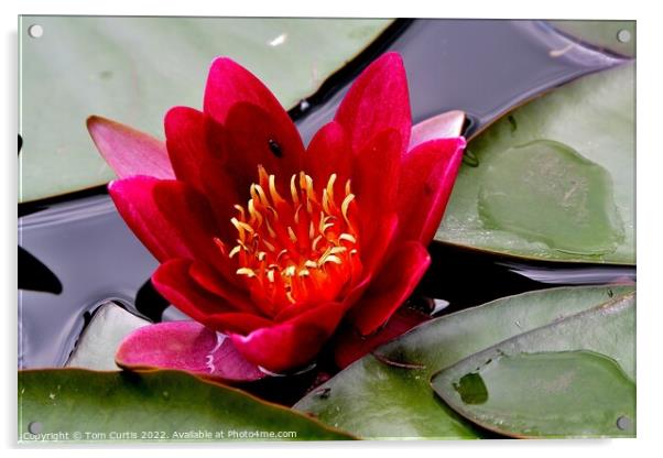 Water Lily Red Acrylic by Tom Curtis