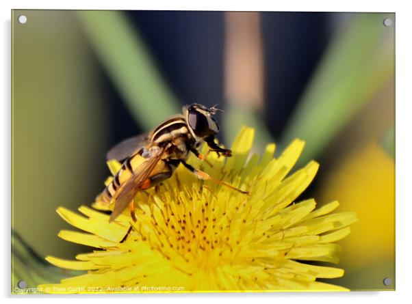 Hoverfly perched on flower Acrylic by Tom Curtis