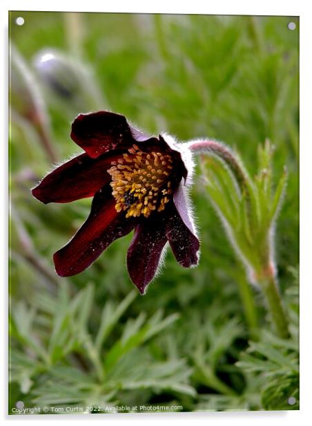 Pasque Flower Pulsatilla rubra yunnan Acrylic by Tom Curtis