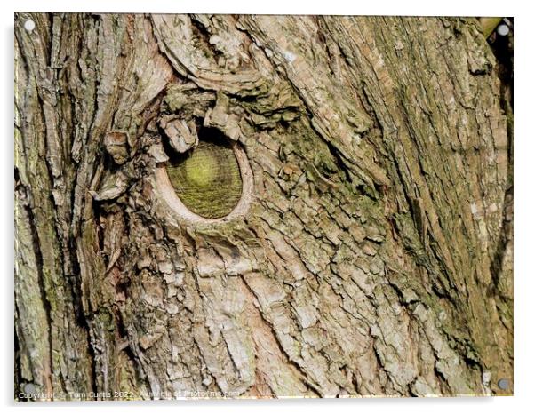 Bark of Tree Acrylic by Tom Curtis