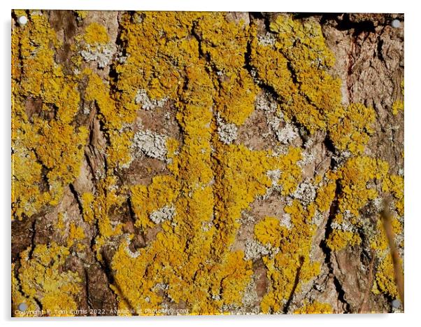 Lichens on Tree Acrylic by Tom Curtis