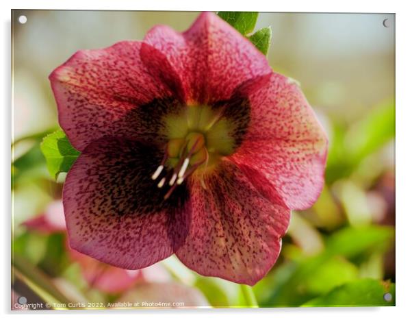 Red Hellebore Acrylic by Tom Curtis