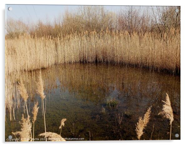 Reed Bed in Winter Acrylic by Tom Curtis