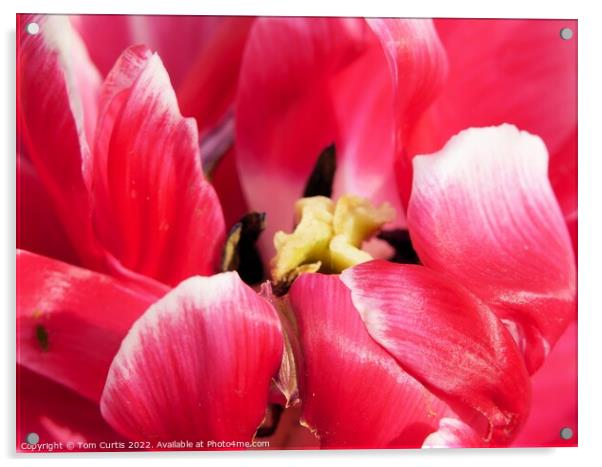Deep Pink Tulip flower Acrylic by Tom Curtis