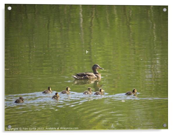 Mallard Duck and Chicks Acrylic by Tom Curtis