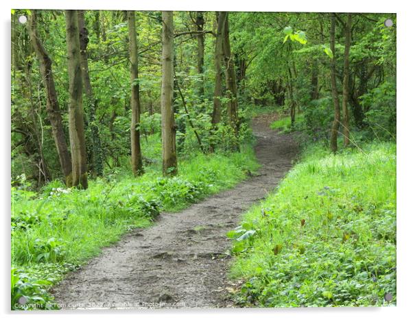 Path through Woodland Acrylic by Tom Curtis