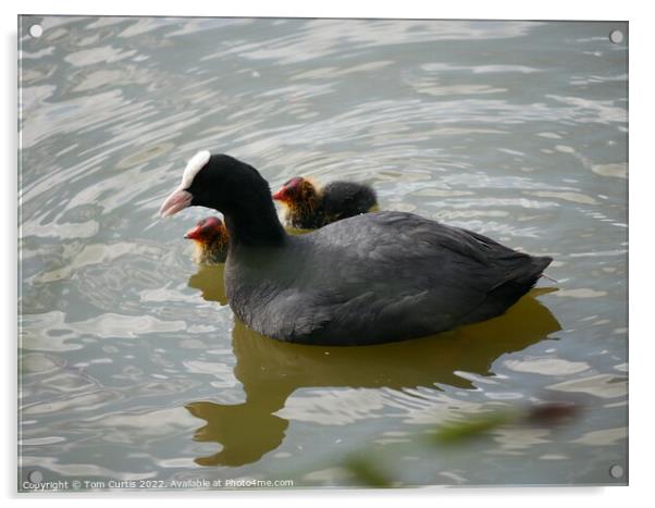 Coot and Chicks Acrylic by Tom Curtis