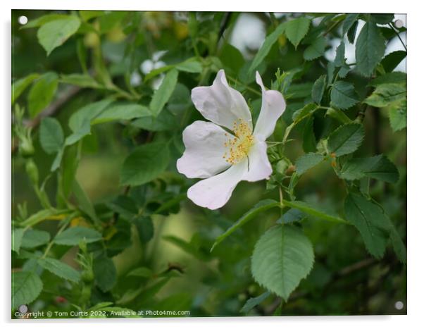 Dog Rose Acrylic by Tom Curtis