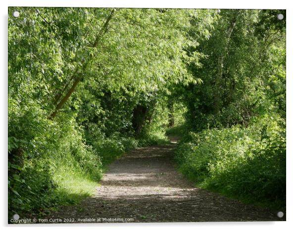 Path alongside River Dearne Acrylic by Tom Curtis