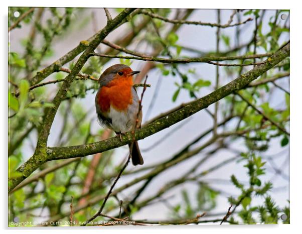 Robin  Acrylic by Tom Curtis