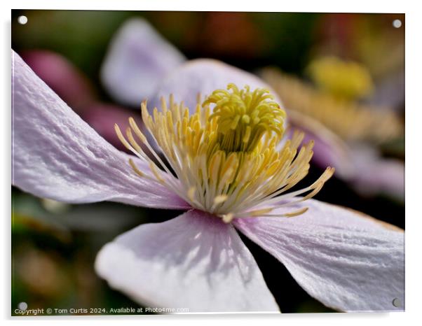 Clematis Montana flower Acrylic by Tom Curtis