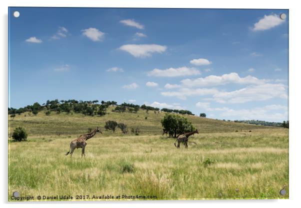 South Africa giraffes Acrylic by Daniel Udale