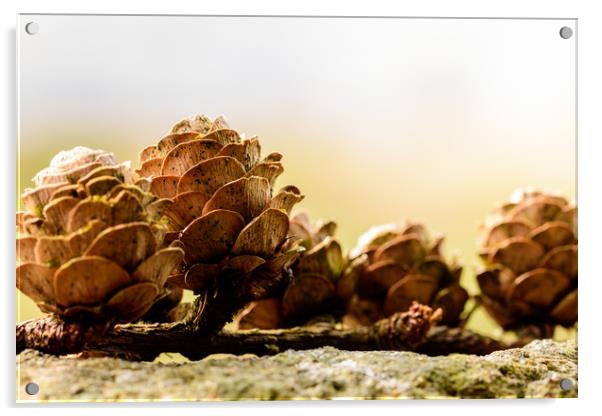 Resting Pine Cones Acrylic by Craig Bennett