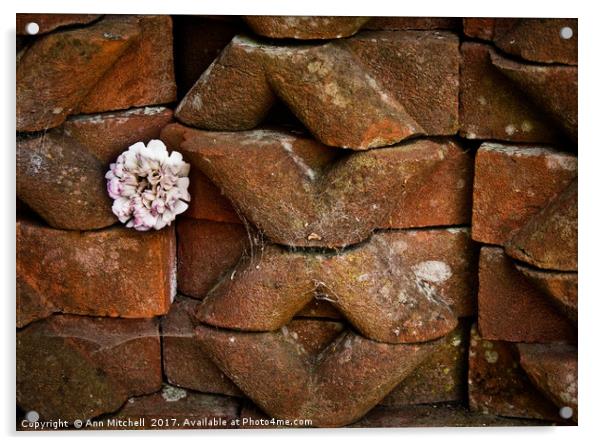 Flower Among the Bricks Acrylic by Ann Mitchell