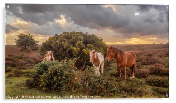 New Forest ponies sheltering from the storm Acrylic by Robert Bridgewater