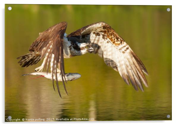 Osprey with fish Acrylic by martin pulling
