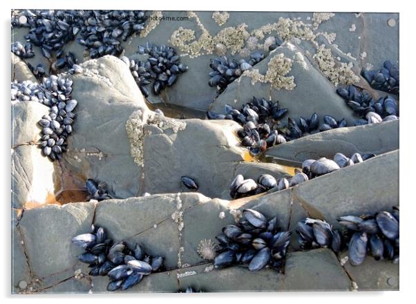 The Shelf Life of a Mussel Acrylic by john hartley