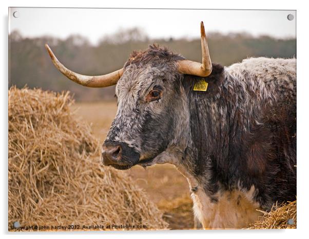 Long Horn Cattle in Norfolk Acrylic by john hartley