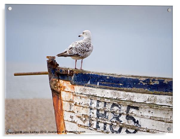 "Look Out"  - Herring Gull on an old abandoned boa Acrylic by john hartley