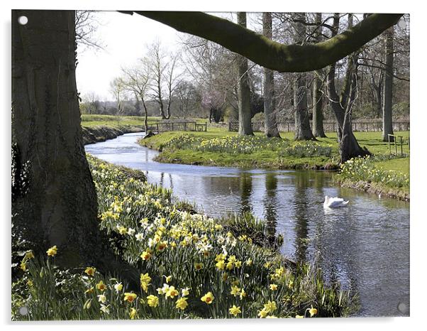 "Springtime" River Wensum Norfolk Acrylic by john hartley