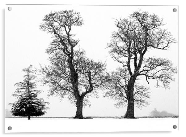 Tree Structure - Three Trees silhouetted  against  Acrylic by john hartley