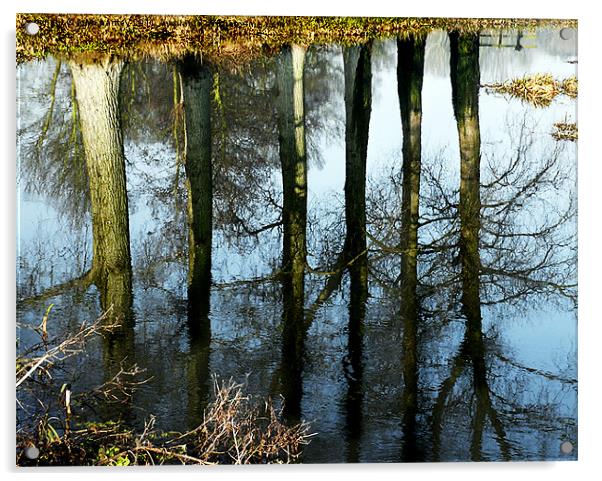  Trees reflected in the River Wensum Norfolk Acrylic by john hartley