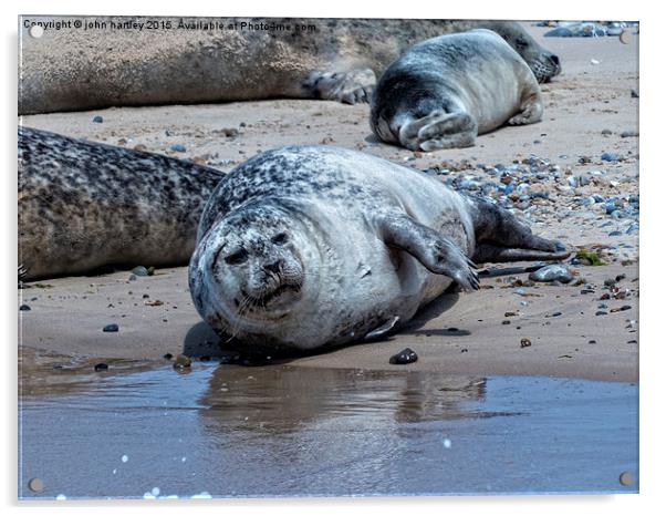  Grey Seal on Blakeney Point Norfolk Acrylic by john hartley
