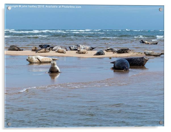  Seals basking at Blakeney Point in North Norfolk Acrylic by john hartley