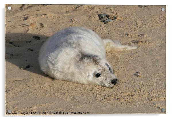 Where's my Mum? Tiny Baby Seal on Horsey Beach Nor Acrylic by john hartley