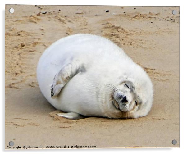 Fluffy , sleepy Baby Seal Acrylic by john hartley