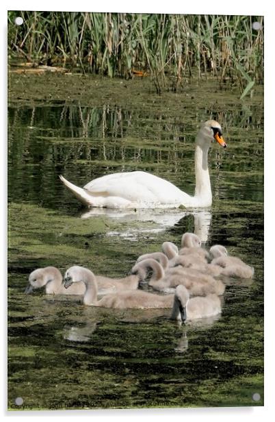 Mother Swan and her Brood of Cygnets Acrylic by john hartley