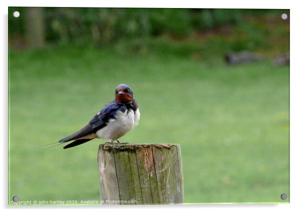 Swallow on a Wooden Post Acrylic by john hartley