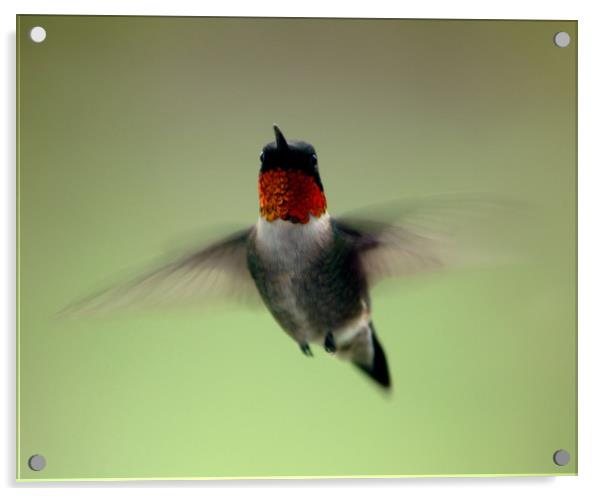 Ruby Throated Hummingbird stare down Acrylic by Roxane Bay