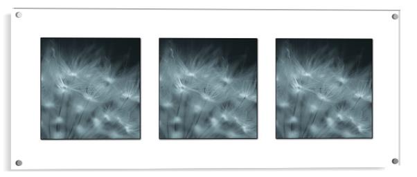 Dandelion seed Triptych Acrylic by Roxane Bay