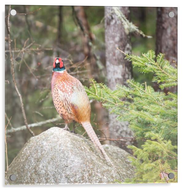 Pheasant staredown Acrylic by Roxane Bay
