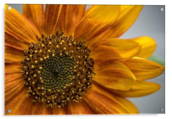 Sunflower in Red Acrylic by Roxane Bay