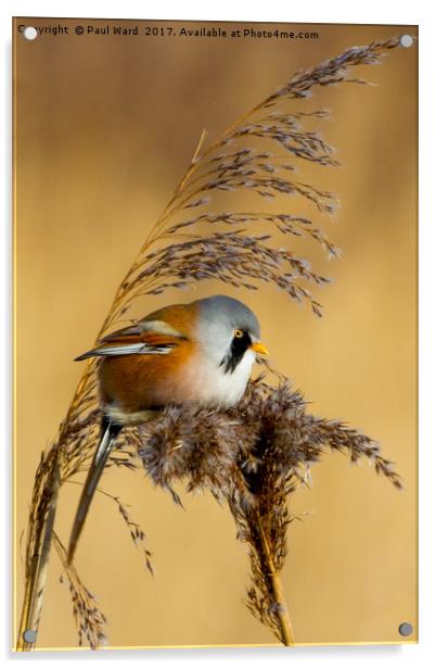 Bearded tit in the reeds Acrylic by Paul Ward