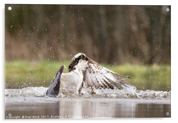 Fisher of the lakes Acrylic by Paul Ward