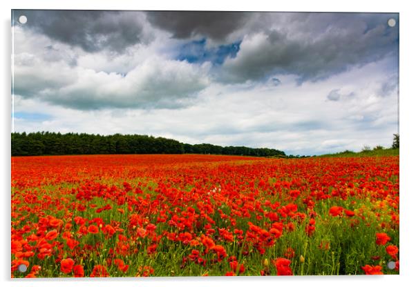 The Poppy Fields Acrylic by Mark Hawkes