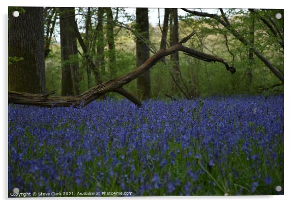 Bluebell woods Acrylic by Steve Clark